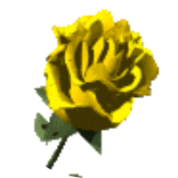 NUR-_Hayat